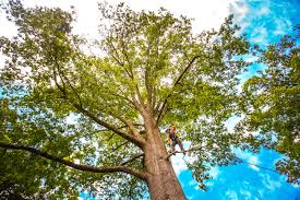 How Our Tree Care Process Works  in  Tokeneke, CT